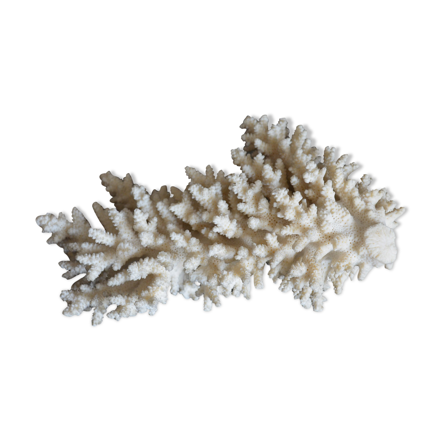 Coral vintage 70s branch