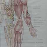 Anatomical poster