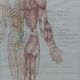 Anatomical poster