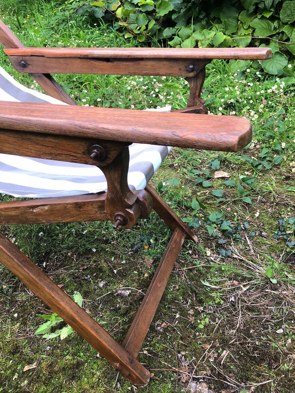 Chilean ancient teak