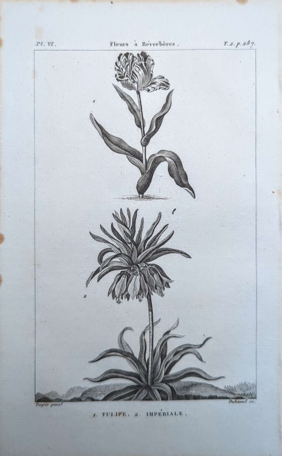 Imprimée en 1818, Tulipe et Impériale. Botanique vintage.