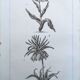 Imprimée en 1818, Tulipe et Impériale. Botanique vintage.