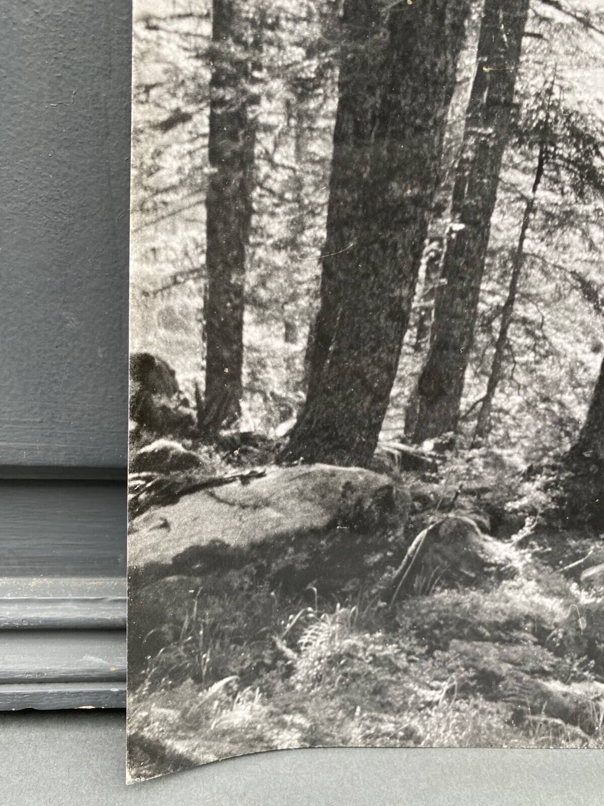 Silver gelatin photograph by Bernard Darot, Undergrowth and rocks, 20th century