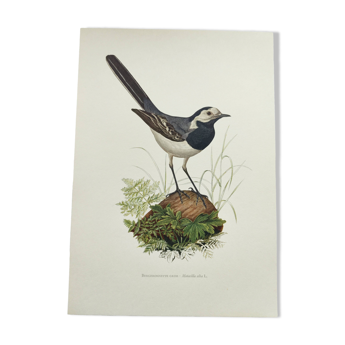 Old bird board 1960s - Gray Wagtail - Zoological and ornithology illustration