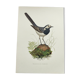 Old bird board 1960s - Gray Wagtail - Zoological and ornithology illustration