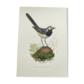 Planche ancienne oiseaux Années 1960 - Bergeronnette Grise - Illustration zoologique et ornithologie