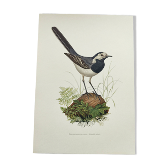 Planche ancienne oiseaux Années 1960 - Bergeronnette Grise - Illustration zoologique et ornithologie
