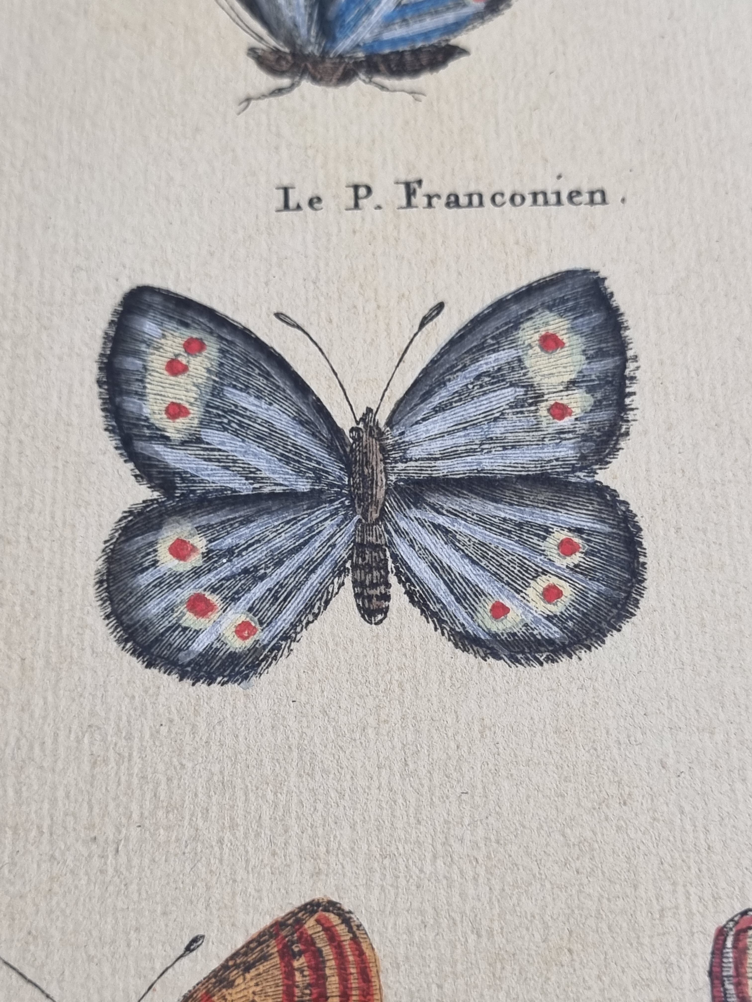 Natural history plate "The Butterflies of Europe", after Pietro Scattaglia, 18th century