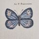 Natural history plate "The Butterflies of Europe", after Pietro Scattaglia, 18th century