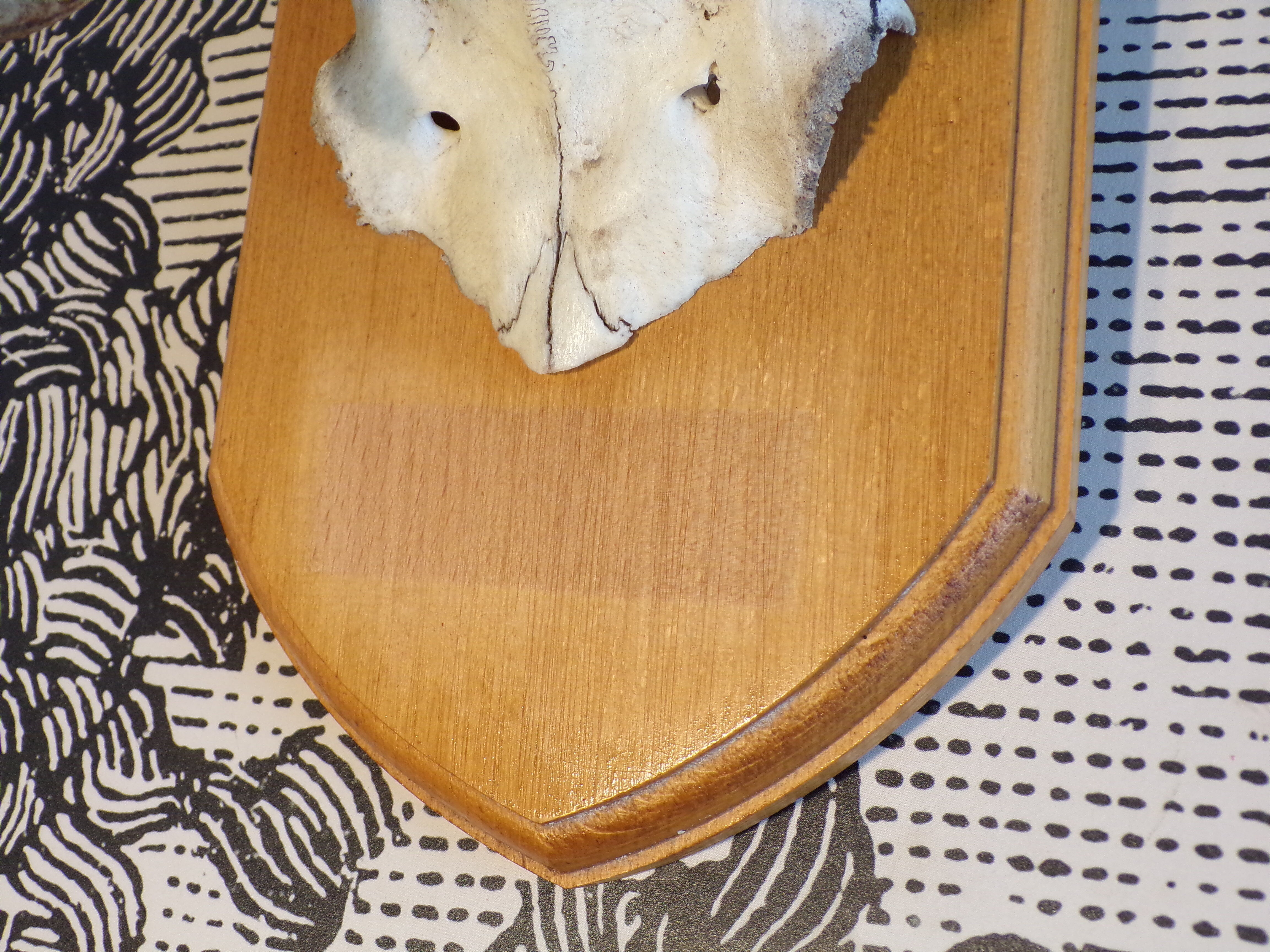 Suede hunting trophy