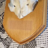 Suede hunting trophy