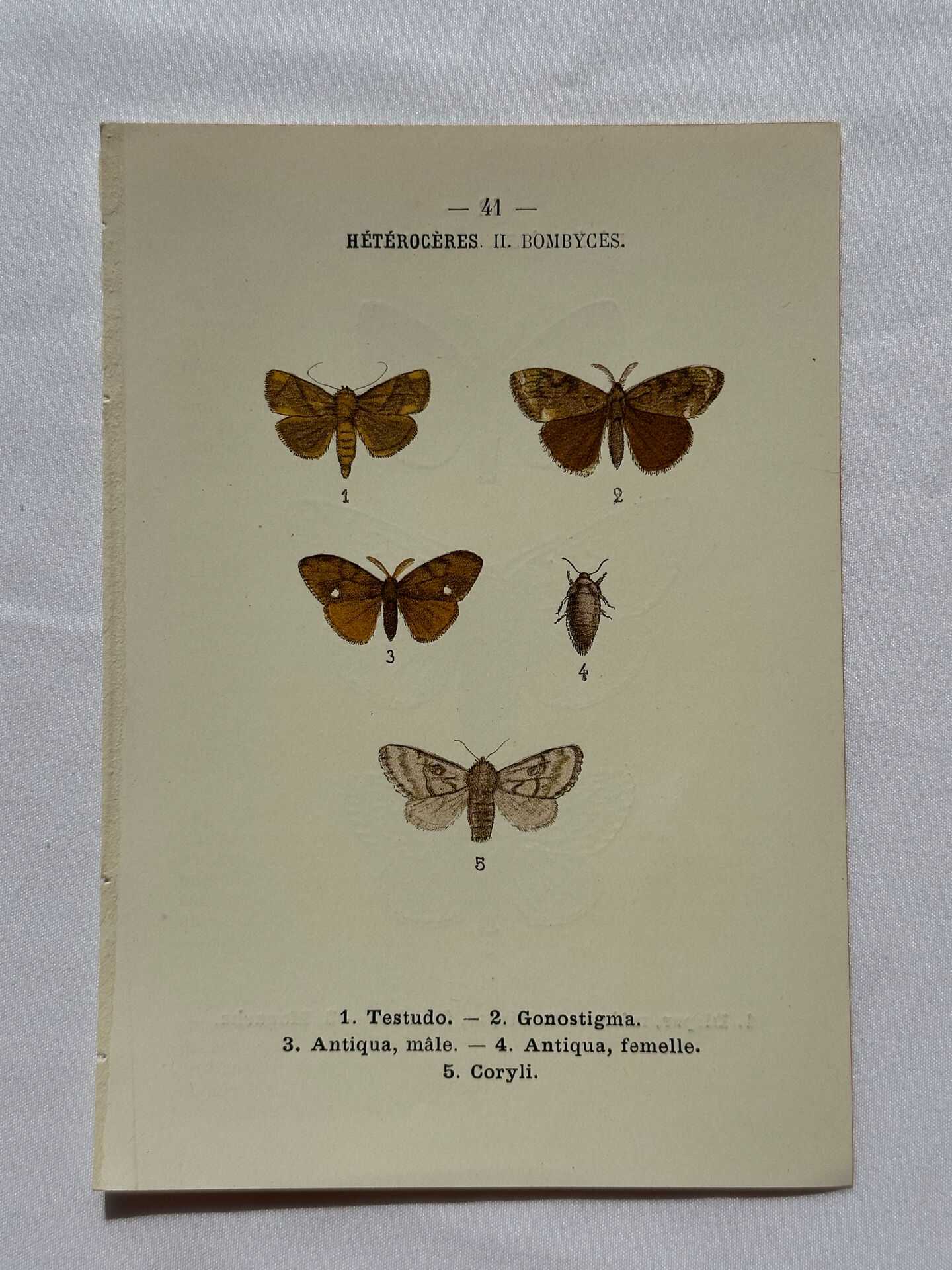 Botanical Plate 1800 Old Naturalist Engraving 19th Century Double-Sided