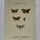 Botanical Plate 1800 Old Naturalist Engraving 19th Century Double-Sided