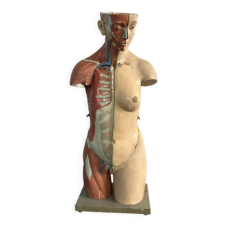 Torso of anatomical clastic woman flayed-skinned early twentieth century
