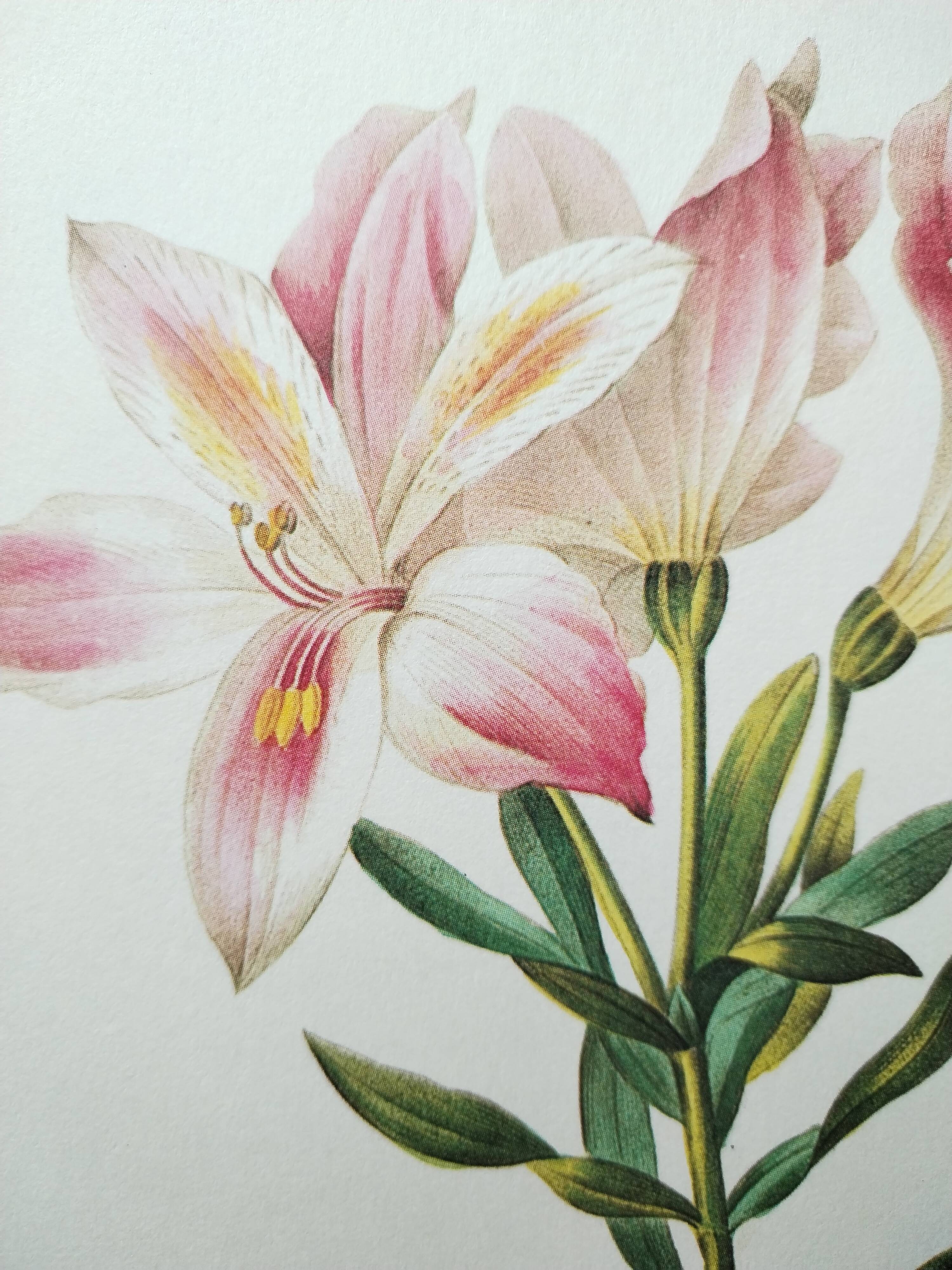 Planche illustrée originale Alstroemère pèlerine