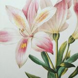 Planche illustrée originale Alstroemère pèlerine