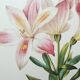 Original illustrated plate Alstroemeria pilgrim
