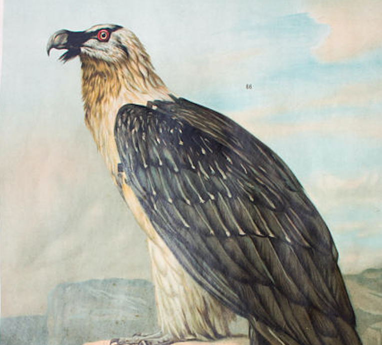 Poster "vulture" Wall Chart th. Breidwiser for Gerold & Sohn 1879