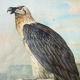 Affiche "vautour" Wall Chart Th. Breidwiser pour Gerold & Sohn 1879