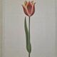 La Roche Laffitte (Born in 1943) - Watercolour drawing on silk - Tulip