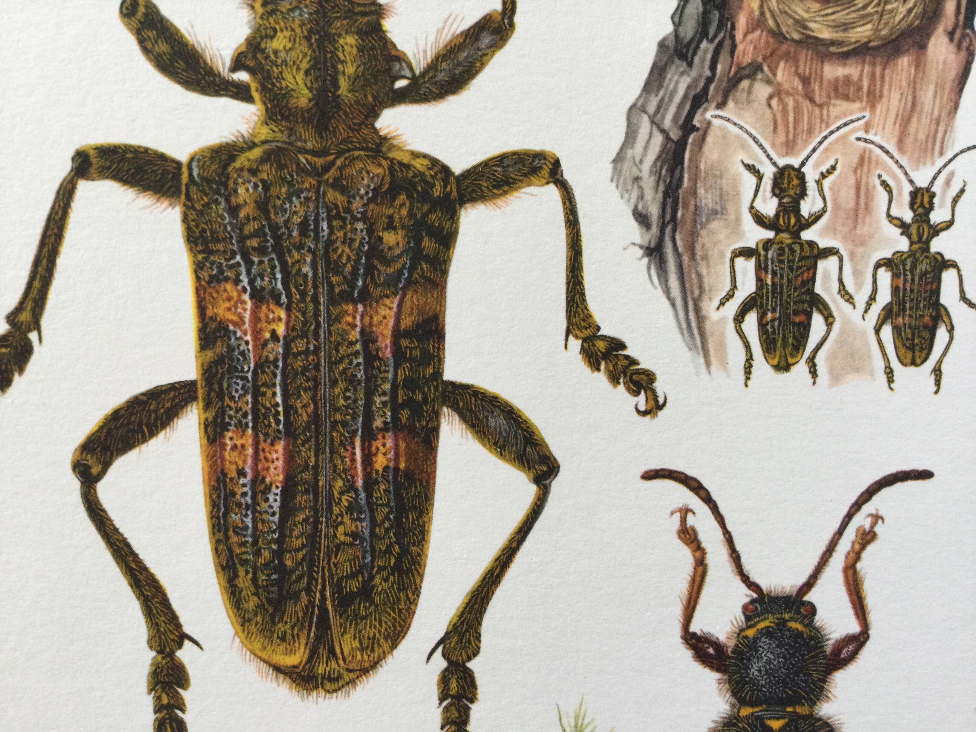 Old illustration "insects", 1960s