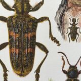 Old illustration "insects", 1960s