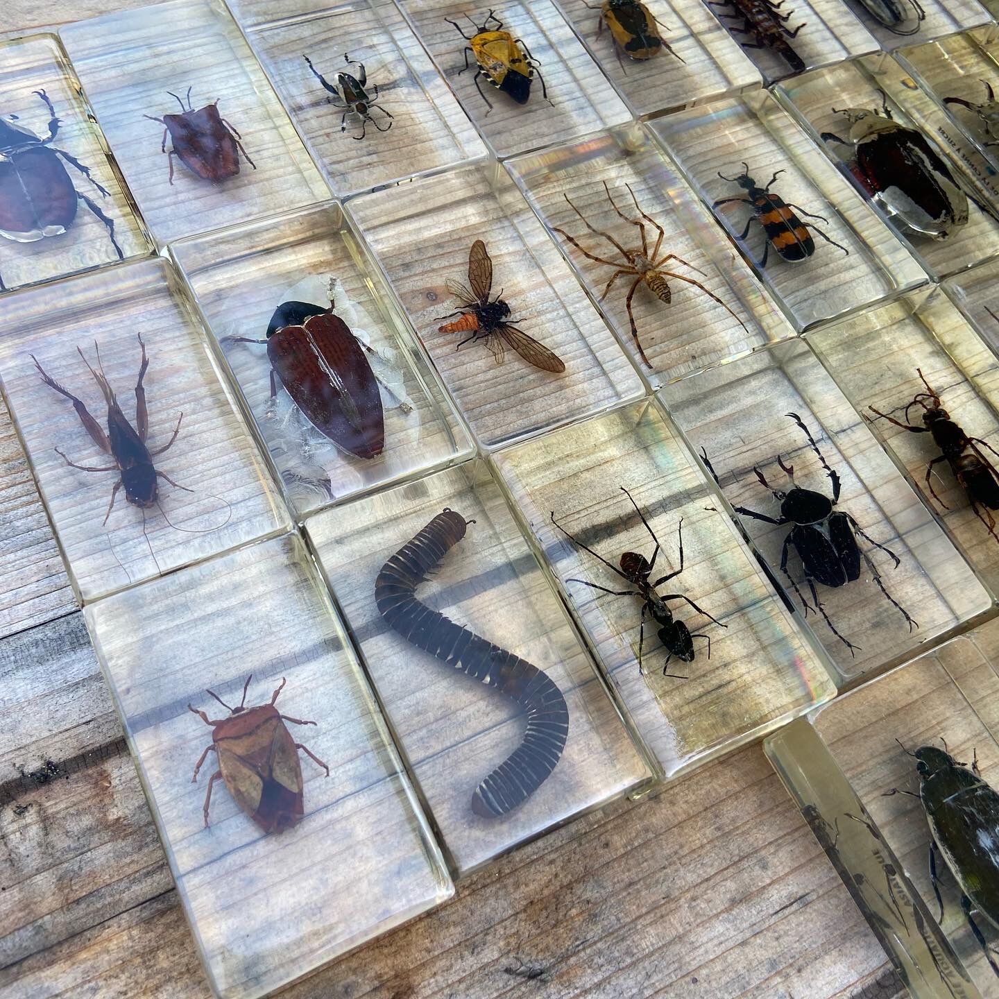 Batch of insects included under resin