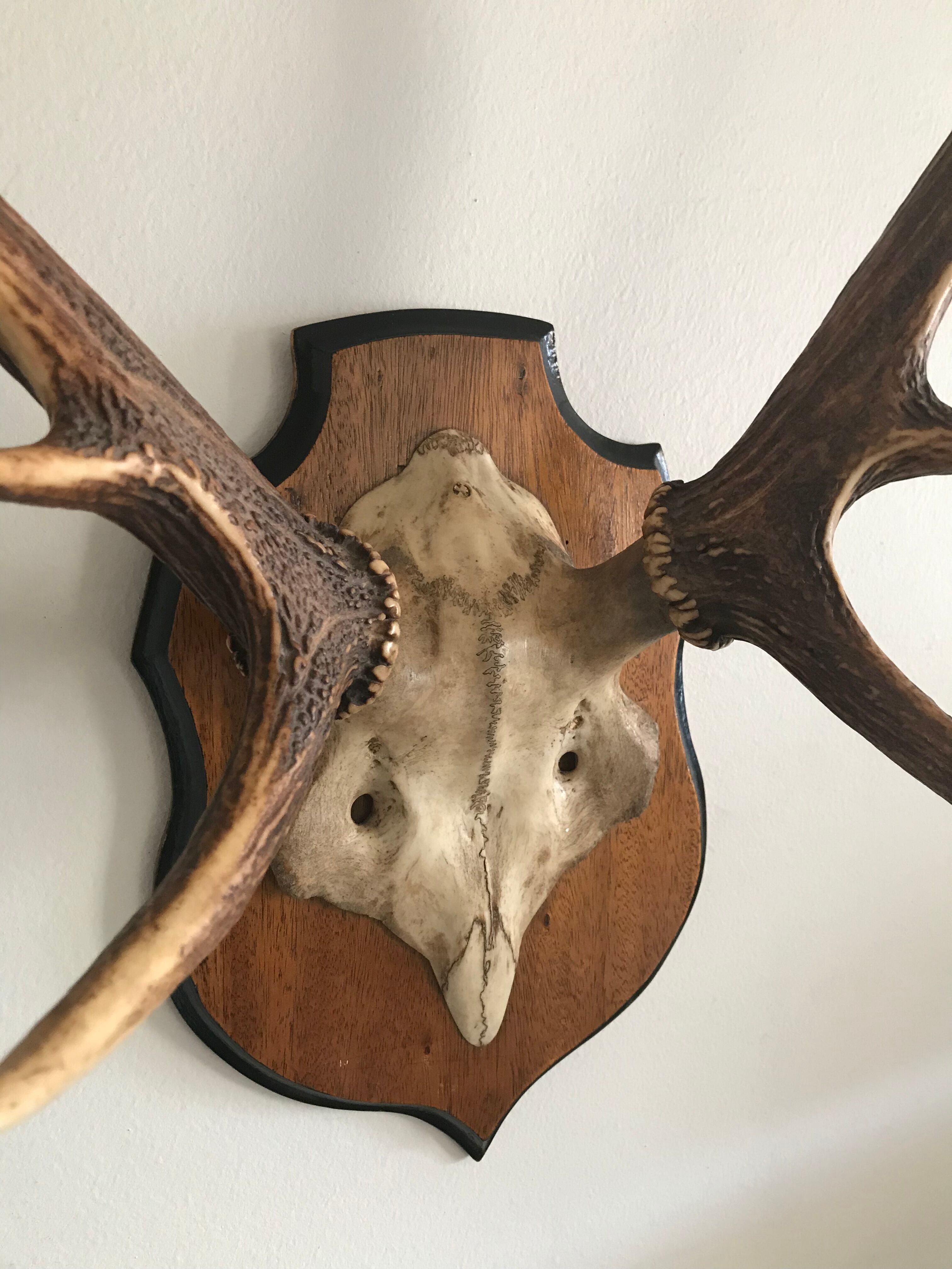 Massacre bois cerf vintage trophée chasse 6 cors