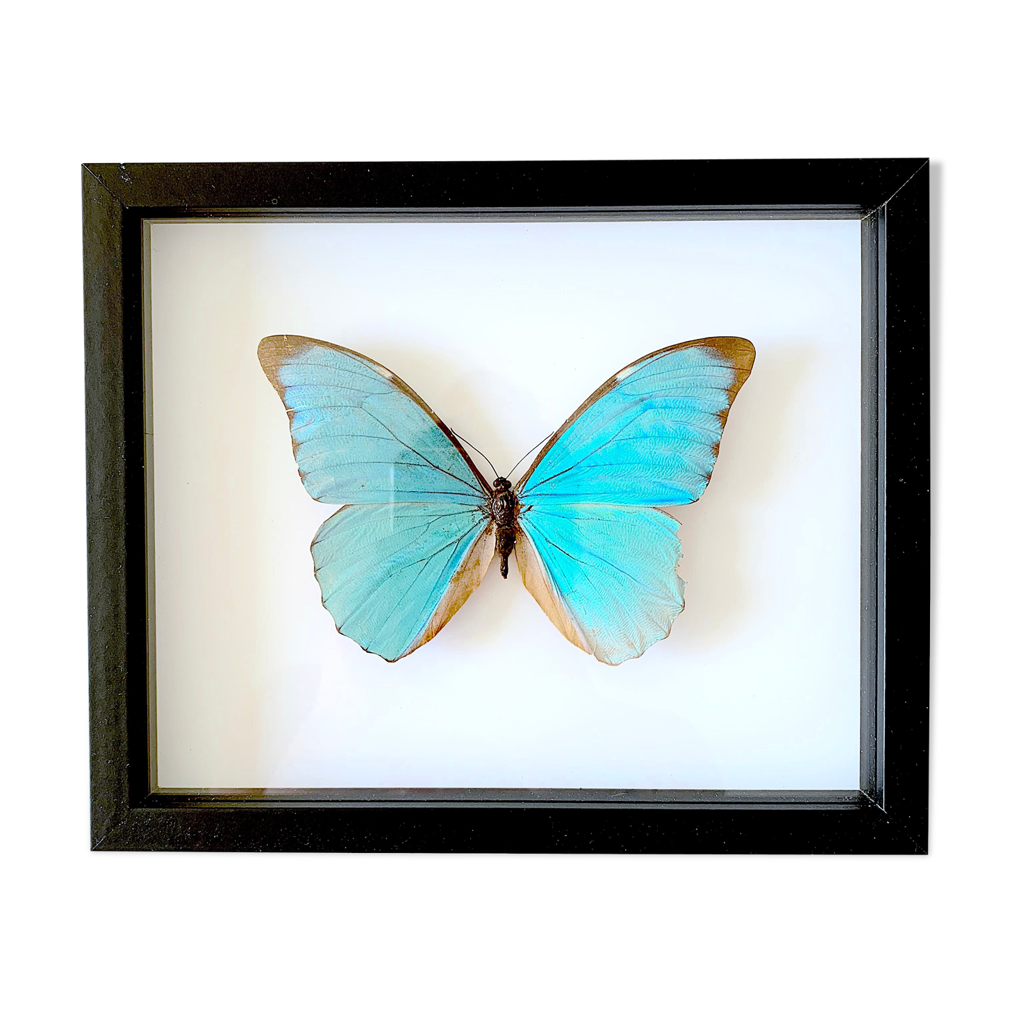Naturalized butterfly frame