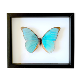 Naturalized butterfly frame