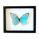 Naturalized butterfly frame