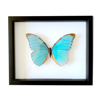 Naturalized butterfly frame
