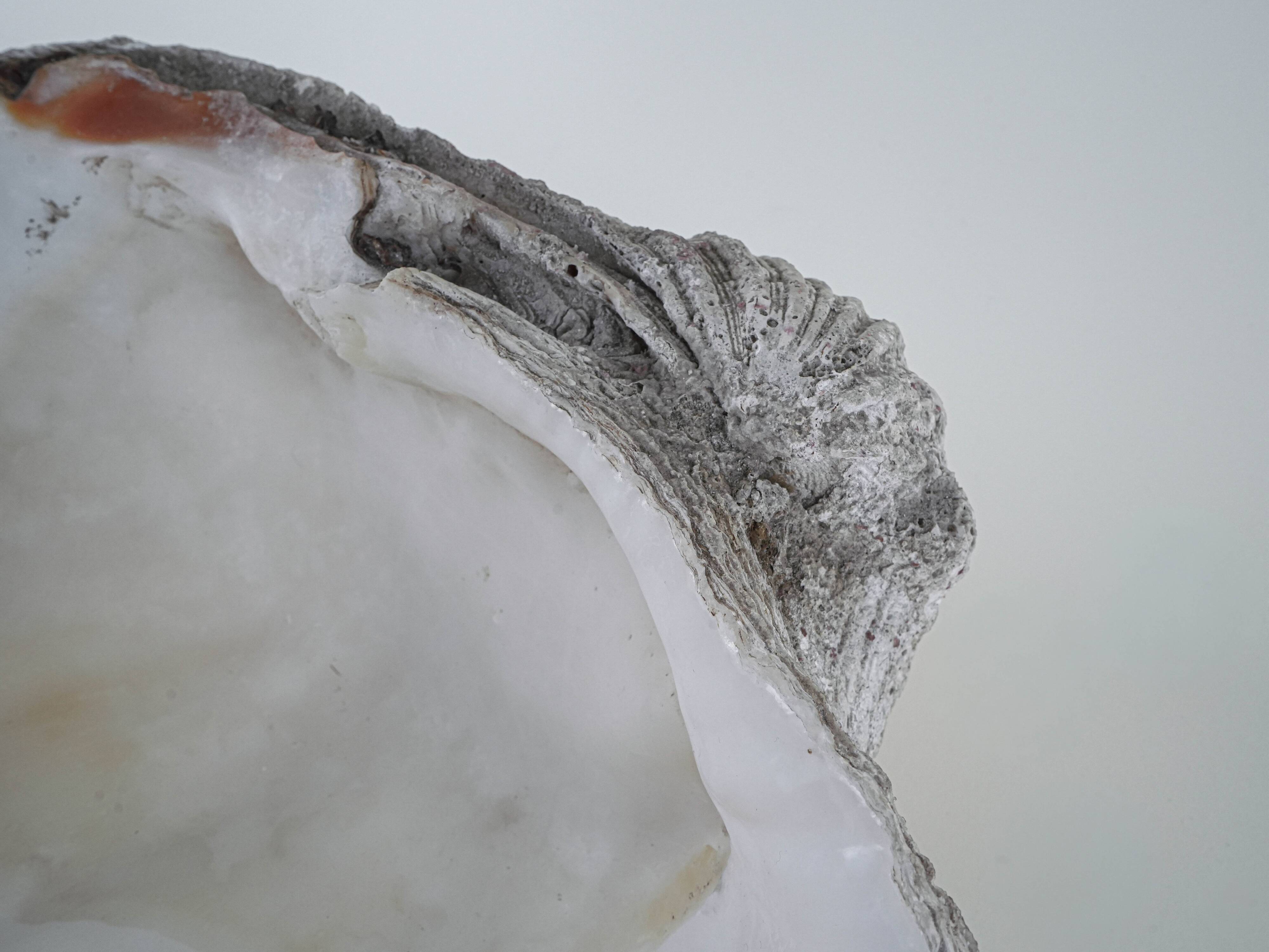 Decorative Tridacna seashell, boho style, 1980s