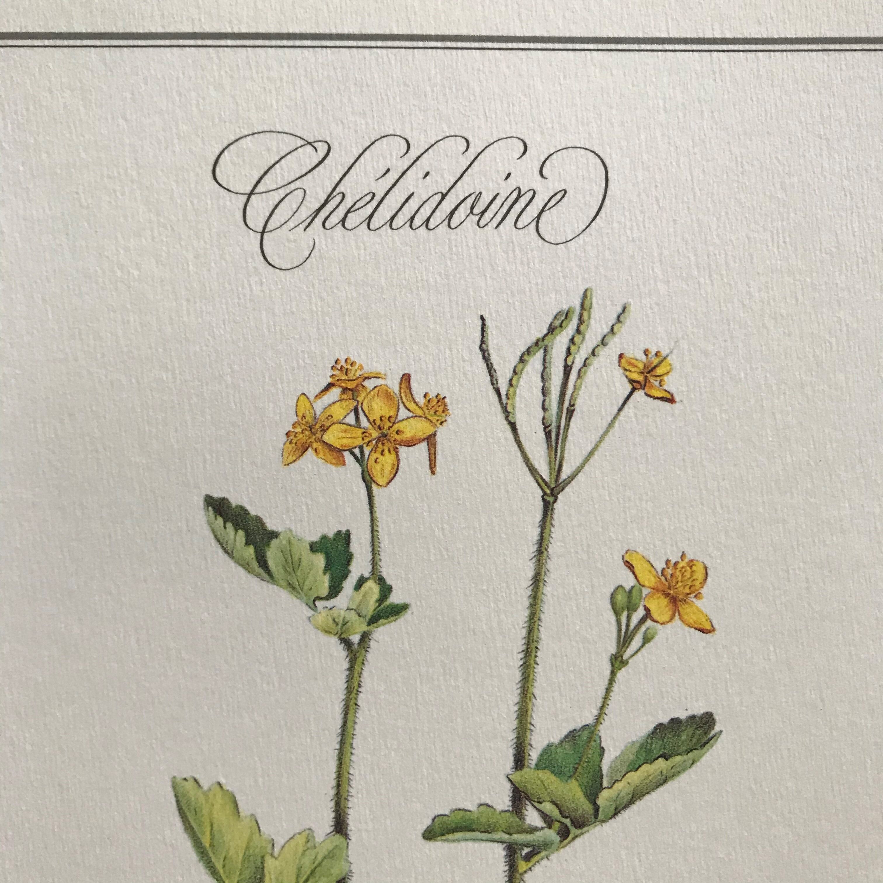 Botanical plank The Chelidoine