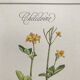 Planche botanique la Chélidoine