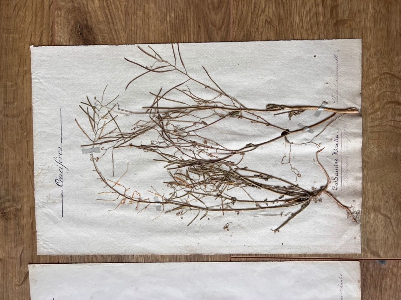 Set of 3 herbarium boards Deyrolle 19th century