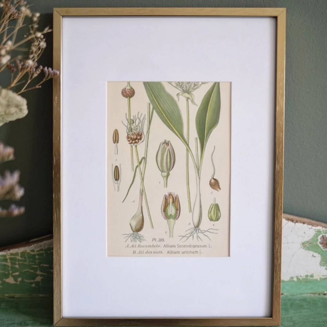 Botany under frame Wild garlic