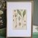 Botany under frame Wild garlic