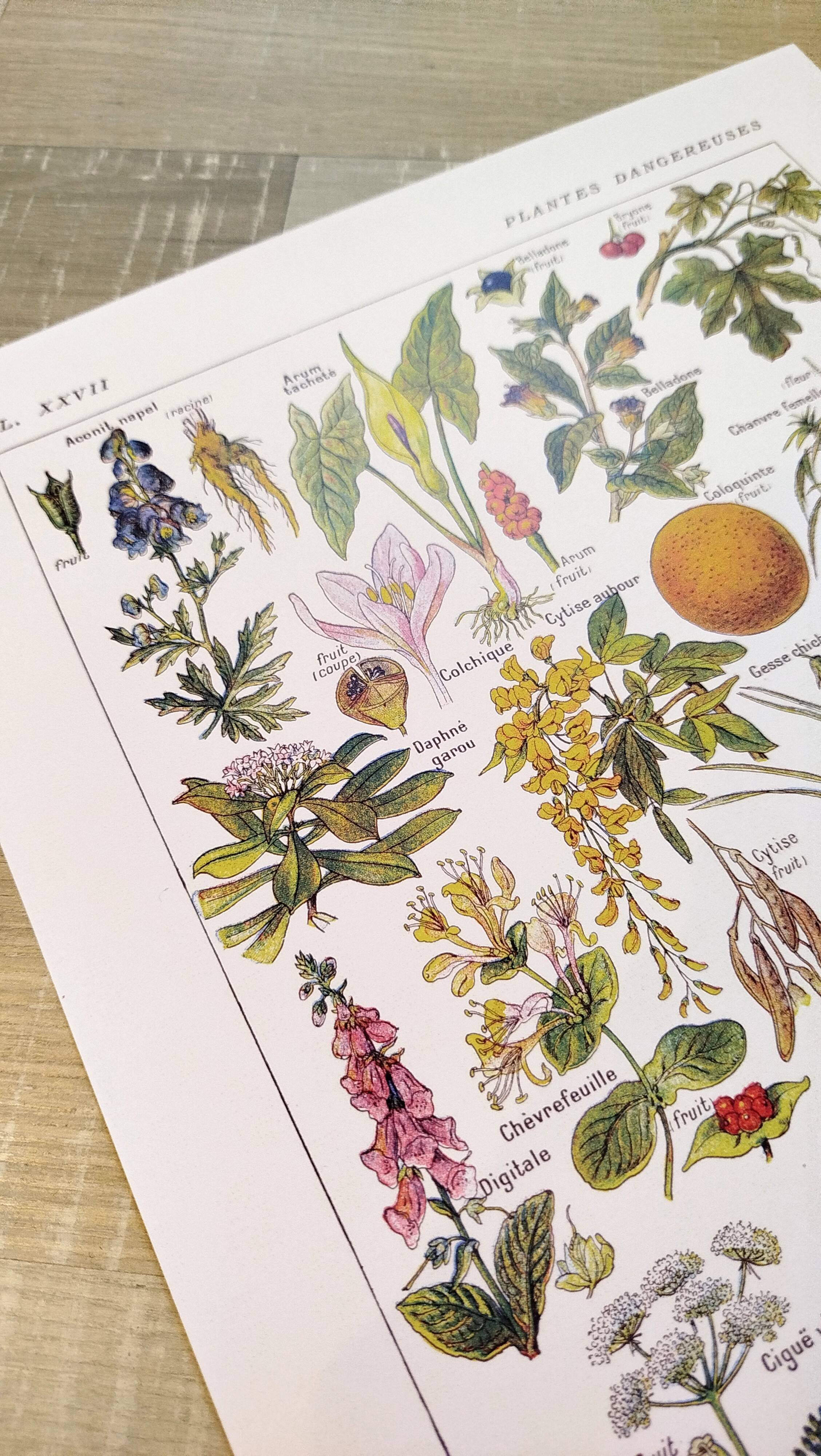 Poster about dangerous plants "hemlock", from a 1920 lithograph