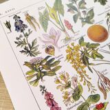 Poster about dangerous plants "hemlock", from a 1920 lithograph
