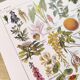 Poster about dangerous plants "hemlock", from a 1920 lithograph