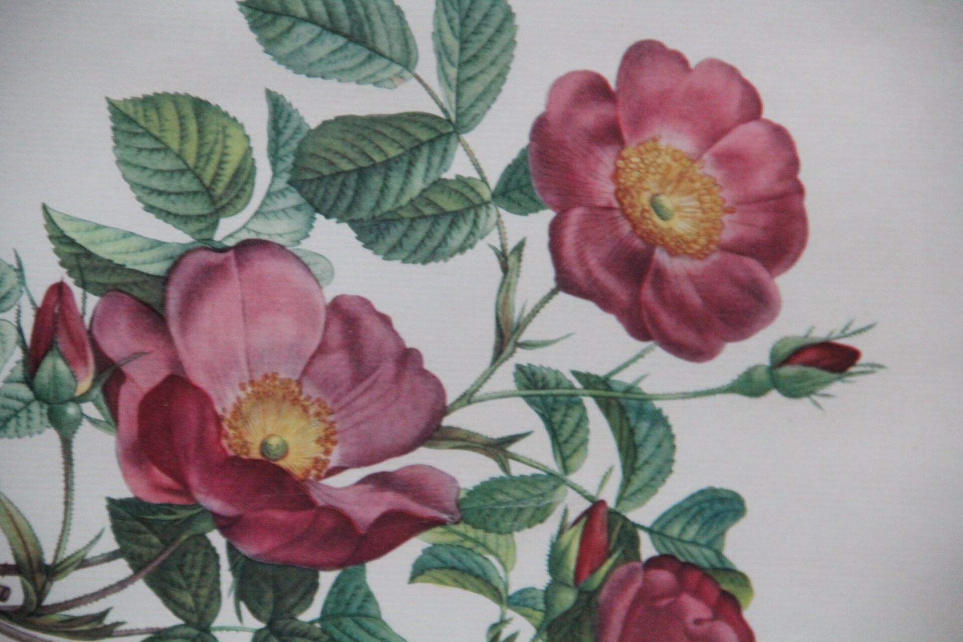 Framed engraving by PJ Redouté