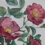 Framed engraving by PJ Redouté