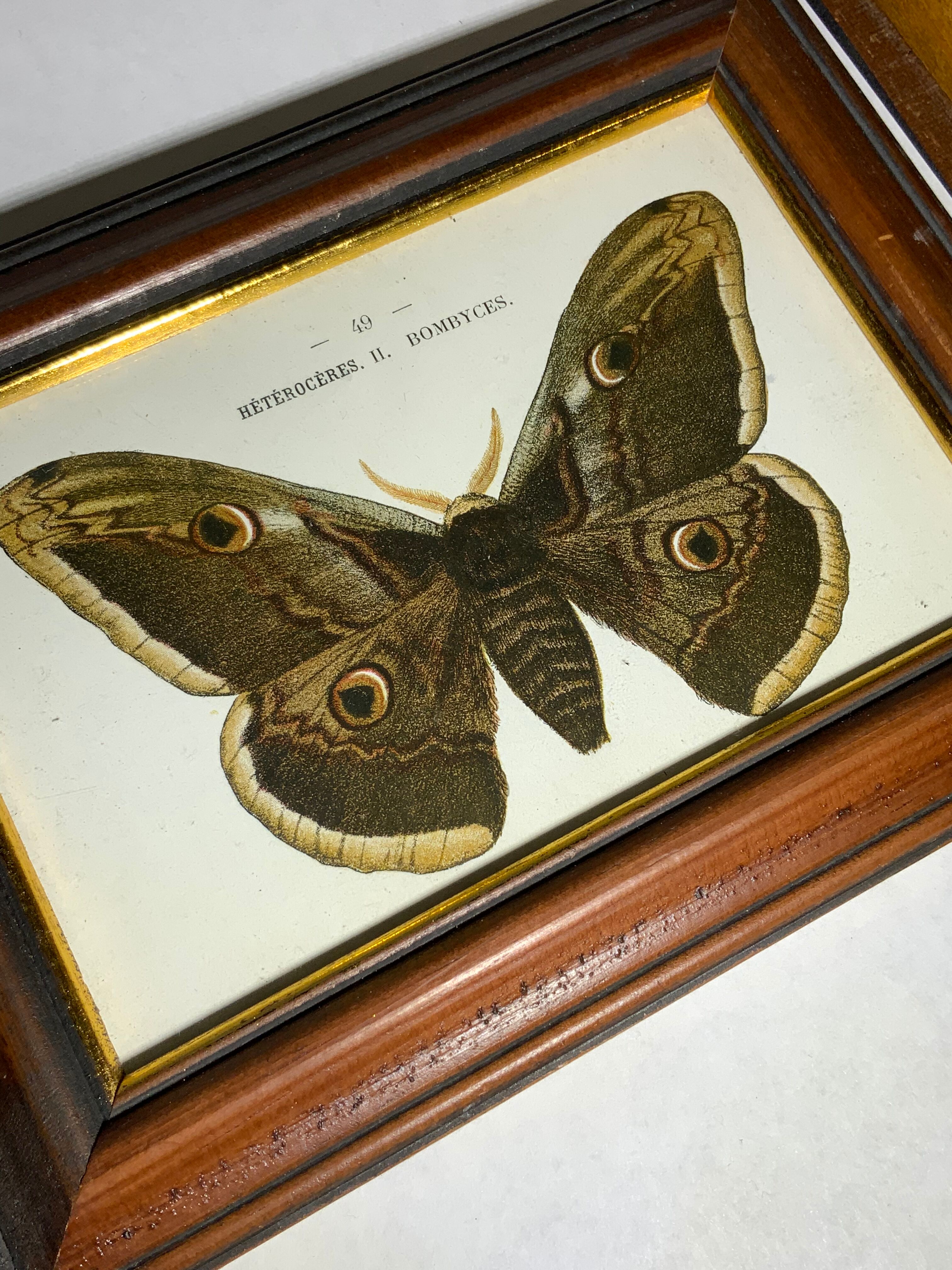 Ancient botanical engraving butterfly framed 1900 G Denise