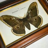 Ancient botanical engraving butterfly framed 1900 G Denise
