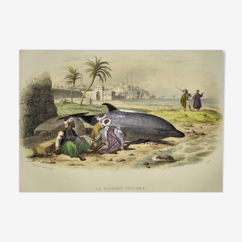 Original zoological plate of 1839 " vulgar dolphin "