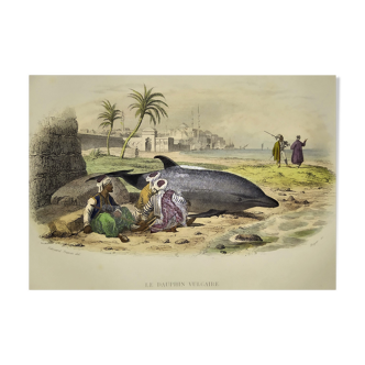 Planche zoologique originale de 1839 " dauphin vulgaire "