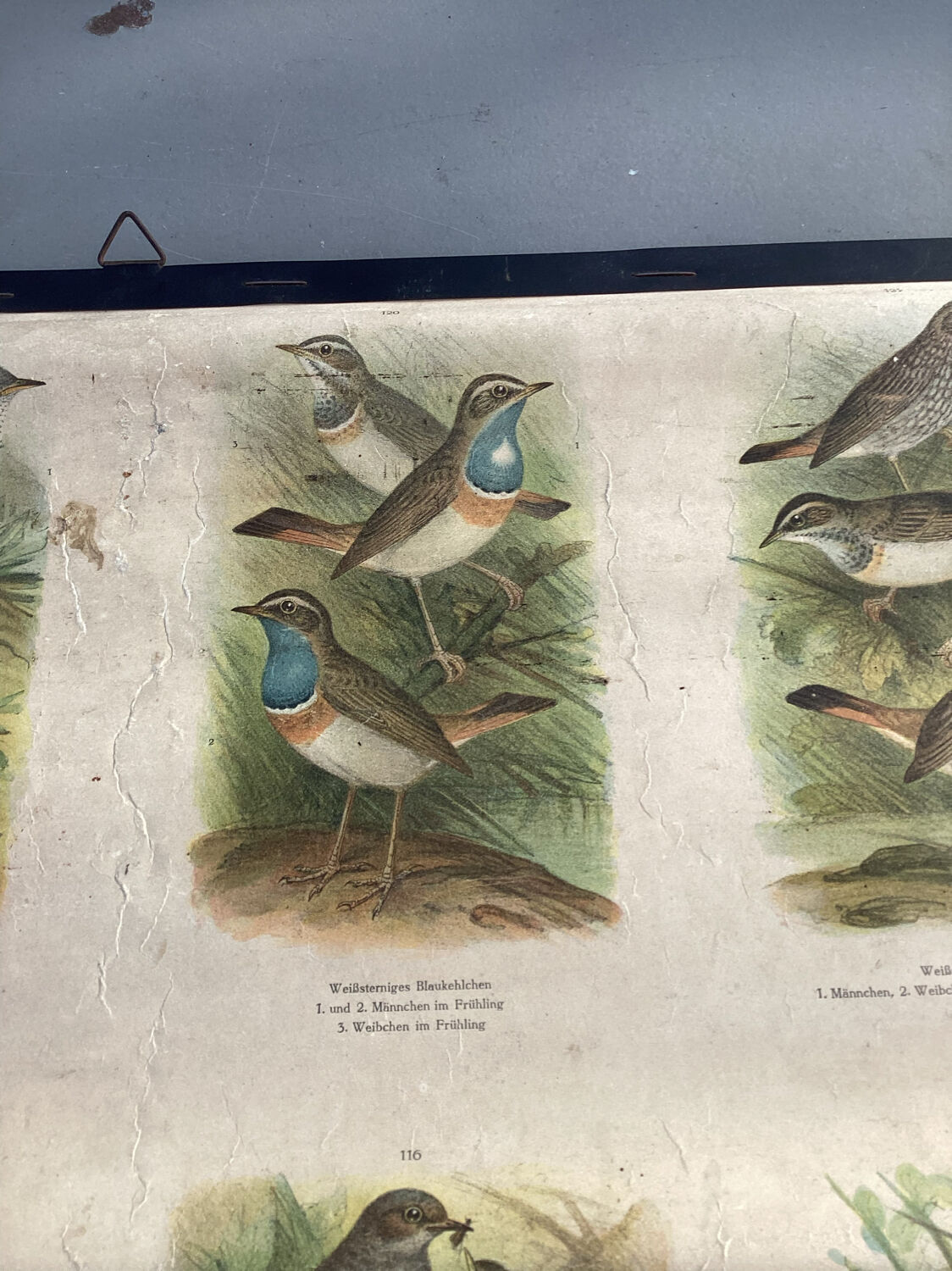 Vogel Europas school poster