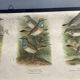 Vogel Europas school poster
