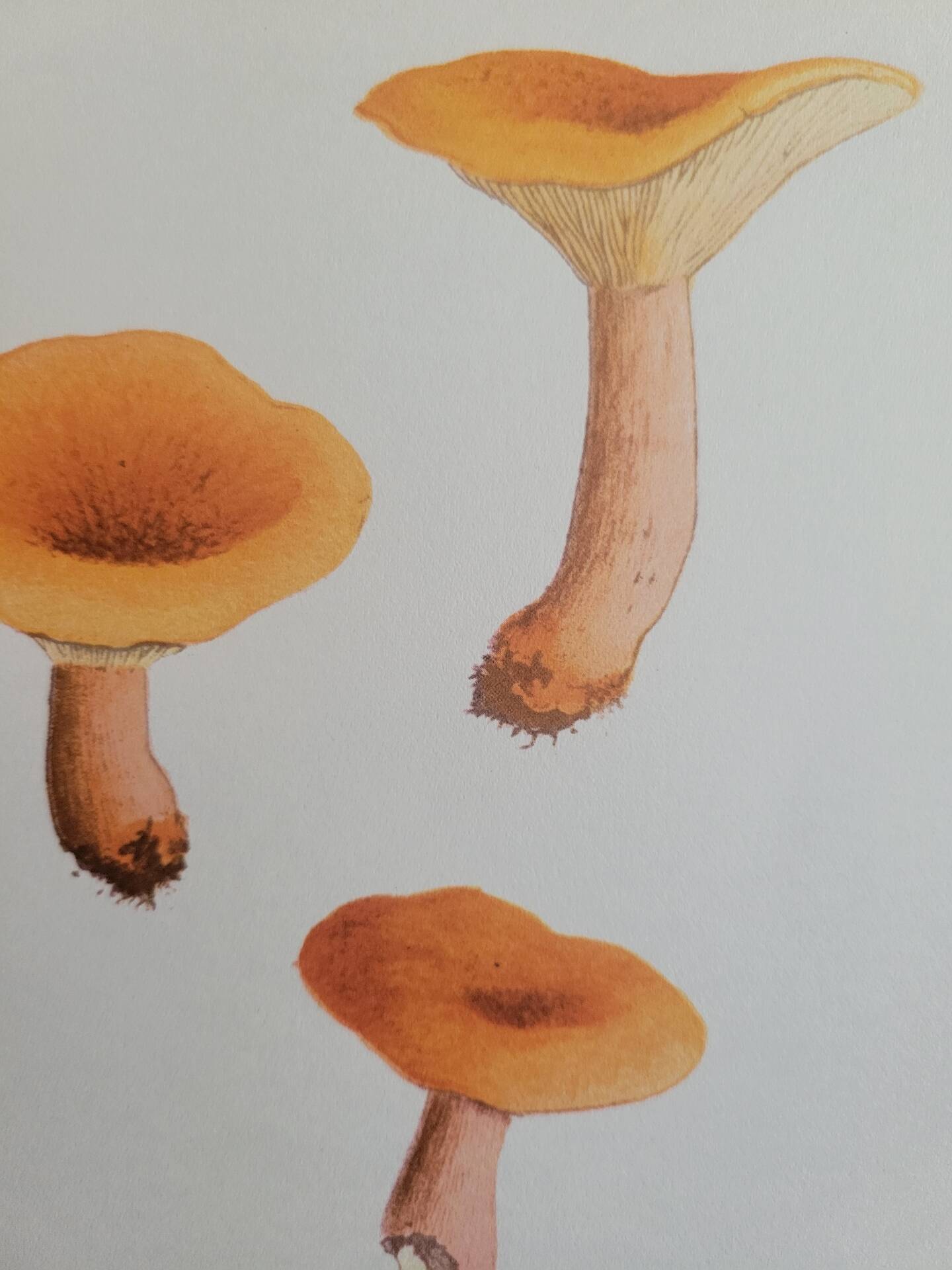 Botanical plate mushroom, 1960